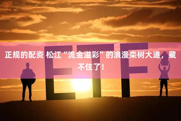 正规的配资 松江“流金溢彩”的浪漫栾树大道，藏不住了！